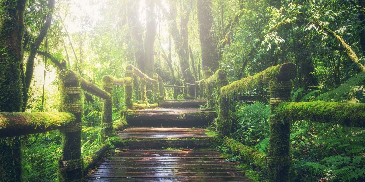 great ocean walk forest steps